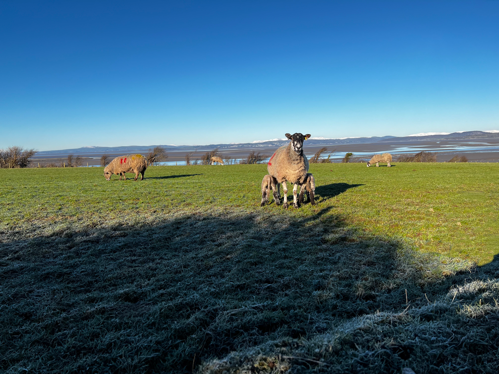 Sheep-with-2-lambs-feeding-facing-forward